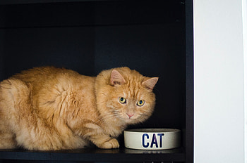 Animals, Cat, Pet, Bowl, Sight, Opinion, Redhead HD wallpaper