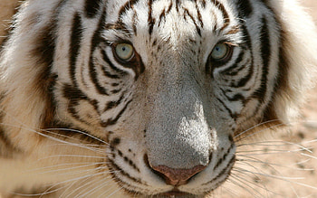 Animals, Muzzle, Predator, Sight, Opinion, Tiger HD wallpaper