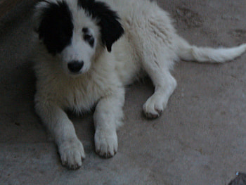 Bulgarian dog , dog, bulgaria, animals, pets HD wallpaper
