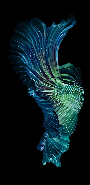 Betta fish, , Graceful creatures, Vibrant colors HD phone wallpaper