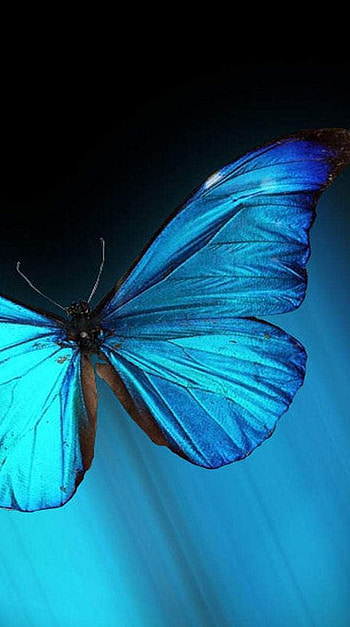 butterfly, butterfly, p_m-c HD phone wallpaper
