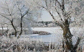 Lake at Winter, trees, hoarfrost, ice, lake, winter HD wallpaper