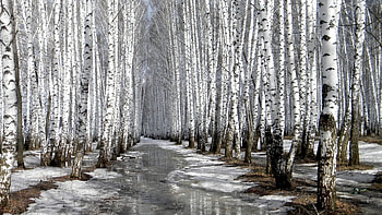 Birch Tree, Fall, , Ethan HD wallpaper