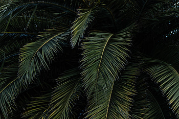 Nature, Leaves, Bush, Palm, Branches HD wallpaper