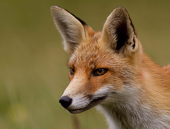 Animals, Fox, Muzzle, Sight, Opinion, Redhead HD wallpaper