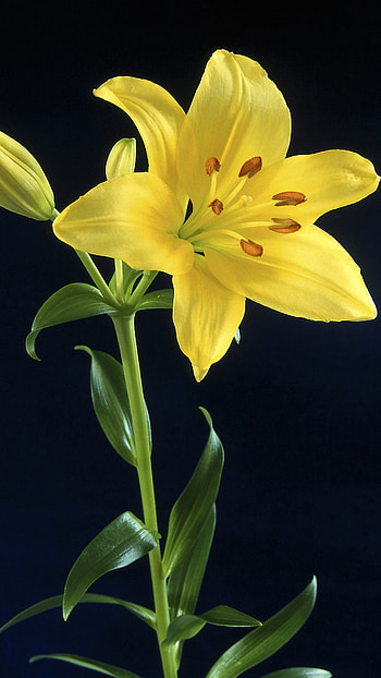 Lily, Yellow HD phone wallpaper