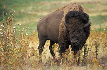 Bison in high quality, Animal graphy mesmerizing, for 2019, Wildlife wonder HD wallpaper
