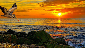 pelican flying over a rocky shore at sunset r, sea, shore, pelican, r, rocks, sunset HD wallpaper
