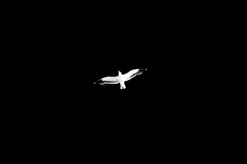 Sky, Bird, Minimalism, Flight, Bw, Chb, Wings HD wallpaper