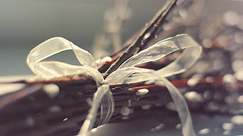 Plant, Miscellanea, Miscellaneous, Branches, Ribbons HD wallpaper
