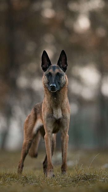 Belgian Malinois, Cute Dogs HD phone wallpaper