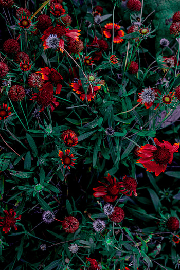 Flowers, Leaves, Bloom, Flowering, Flower Bed, Flowerbed HD phone wallpaper