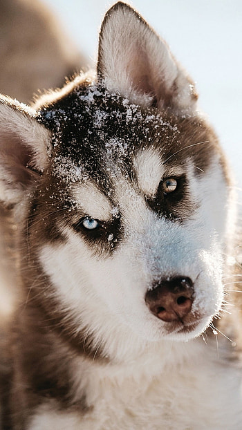 Husky Dog, Adorable, Dog HD phone wallpaper