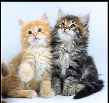 nice ginger & gray kittens, cats, animals, nice, kittens HD wallpaper