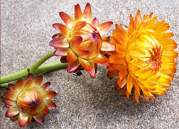 thanksgiving flowers, nature, flowers, seasons HD wallpaper
