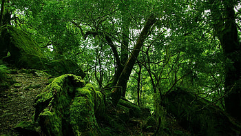 Landscape, Nature, Trees HD wallpaper