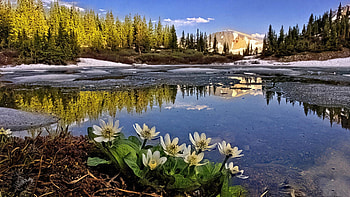 Lost Lake, Colorado, wildflowers, reflection, trees, sky, flowers, mountains, water, usa HD wallpaper