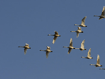flight of wild geese, flight, blue, wild, geese HD wallpaper