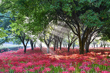 :), red, flower, green, nature, forest, park, tree HD wallpaper