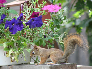 squirrel, funny, nature, flowers HD wallpaper