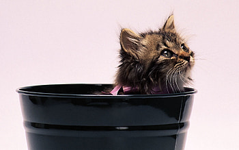 Animals, Fluffy, Kitty, Kitten, Bow, Pot HD wallpaper