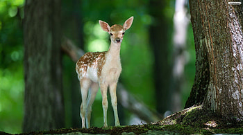 Young Deer, deer, animals, other, nature, people HD wallpaper