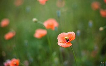 Plants, Flowers HD wallpaper