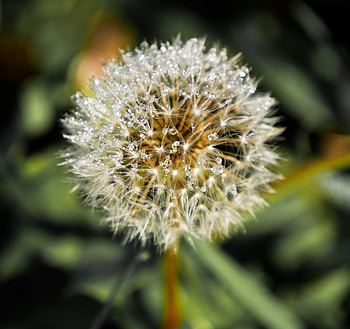 Dandelion, flower, portrait, water drops HD wallpaper
