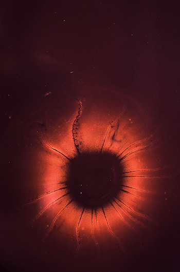 Macro, Atom, Core, Nucleus HD phone wallpaper