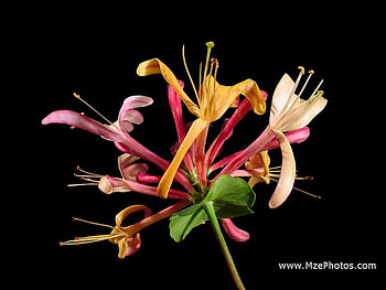 Honey Suckle, plant, vine, flowers, honey, suckle HD wallpaper