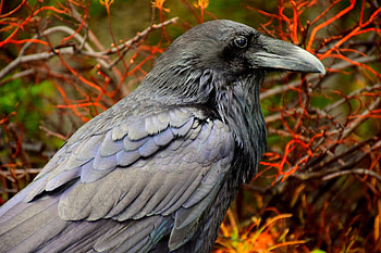 Raven species, Yellowstone wildlife, Sanctuary, Beautiful birds HD wallpaper
