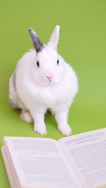 Domestic rabbit, Hares HD phone wallpaper