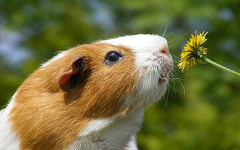 Animals, Guinea Pigs HD wallpaper