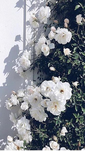 Flowers Aesthetic, Beautiful HD phone wallpaper