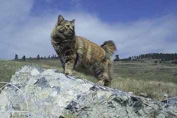 Cat, cats, animals HD wallpaper