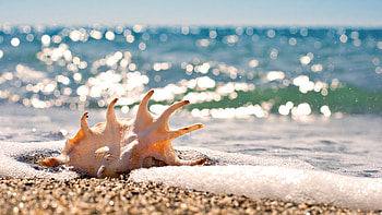 Landscape, Water, Sea, Beach, Shells HD wallpaper