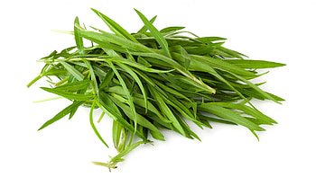 Tarragon herb, Fine herbs, Bttcher gartenbau, Kruter entdecken HD wallpaper