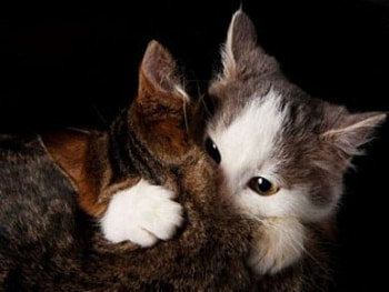warm embrace, embrace, warm HD wallpaper
