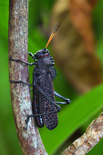 The giant red-winged, Grasshoppers HD phone wallpaper