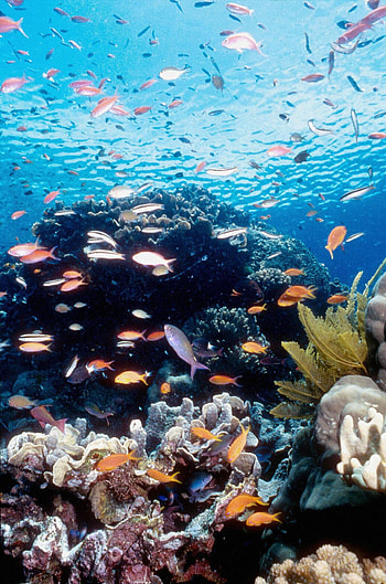 Great Barrier Reef, Iconic Australian beauty, Barrier reef exploration, Travel destination HD phone wallpaper