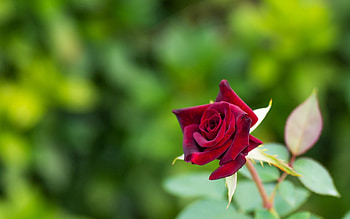 Macro, Rose Flower, Rose, Bud HD wallpaper