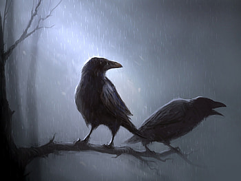 Animals, Birds, Rain, , Crows HD wallpaper
