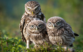 Owls, bird, owl, trio, green, bufnita, pasari HD wallpaper