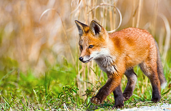 Animals, Grass, Fox, Stroll HD wallpaper