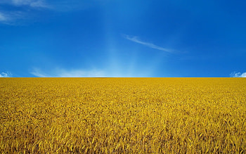 Landscape, Nature, Fields, Wheat HD wallpaper