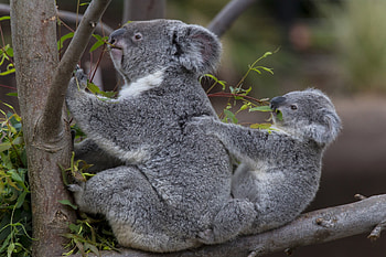 Animals, Koalas, Wood, Young, Couple, Pair, Tree, Joey HD wallpaper