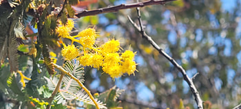 Closeup of Plants - Yellow Stalks, yellow, plant, close-up, flower, graphy, nature HD wallpaper