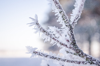Snow, Macro, Branch, Hoarfrost, Frost HD wallpaper