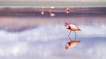 Flamingo elegance, Colorful plumage, Natural habitat, Exquisite beauty HD wallpaper