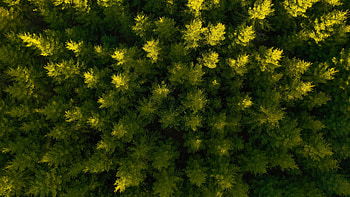Nature, View From Above, Forest, Spruce, Fir HD wallpaper